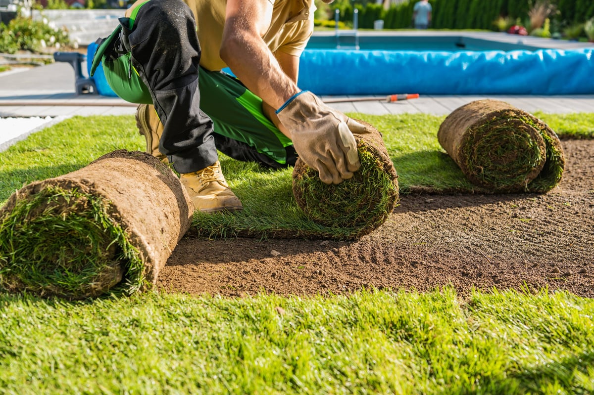 Fresh sod installation rolls being laid in backyard garden